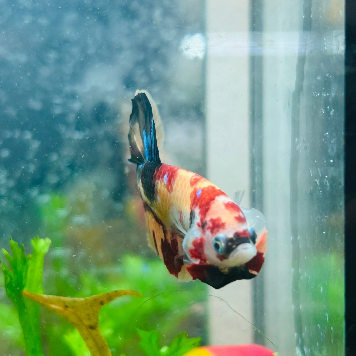 Betta Male Plakat Multicolor Nemo S27