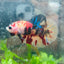 Betta Male Plakat Multicolor Nemo S27