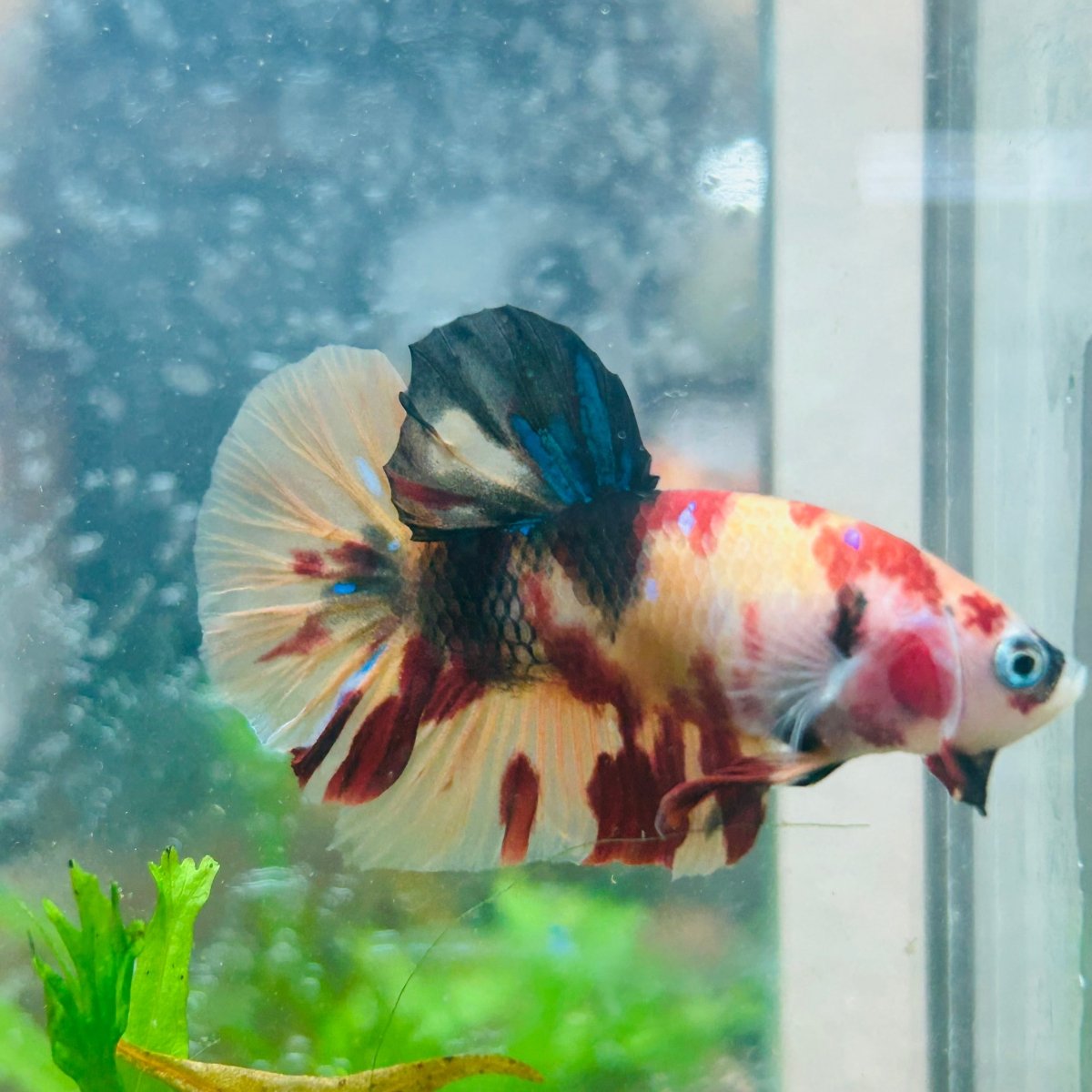 Betta Male Plakat Multicolor Nemo S27