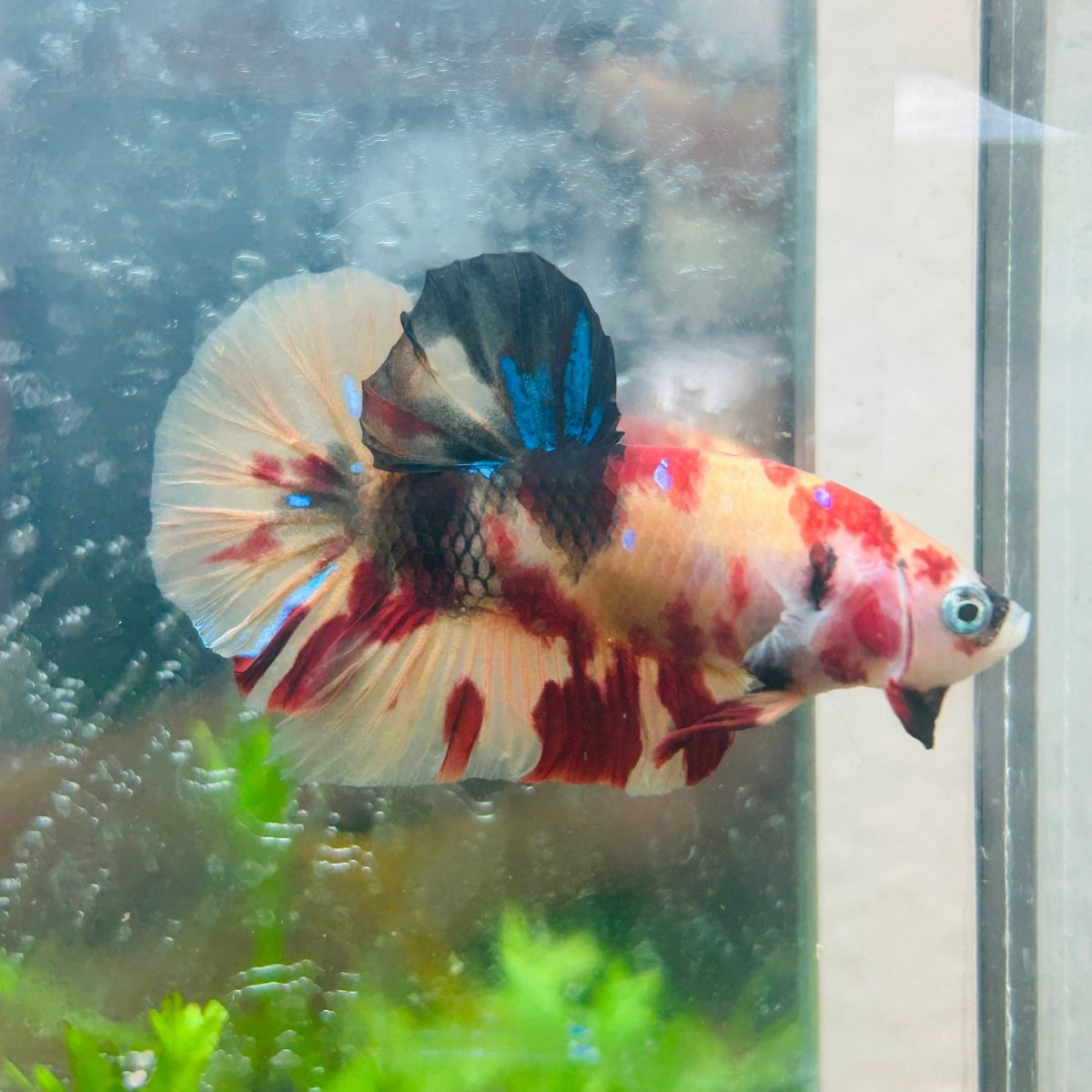 Betta Male Plakat Multicolor Nemo S27