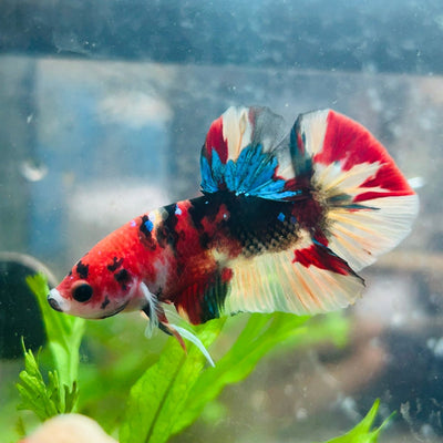 Betta Male Plakat Nemo Koi A32