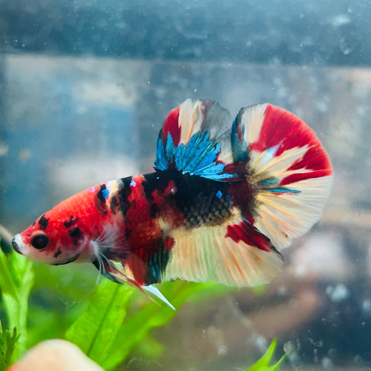 Betta Male Plakat Nemo Koi A32