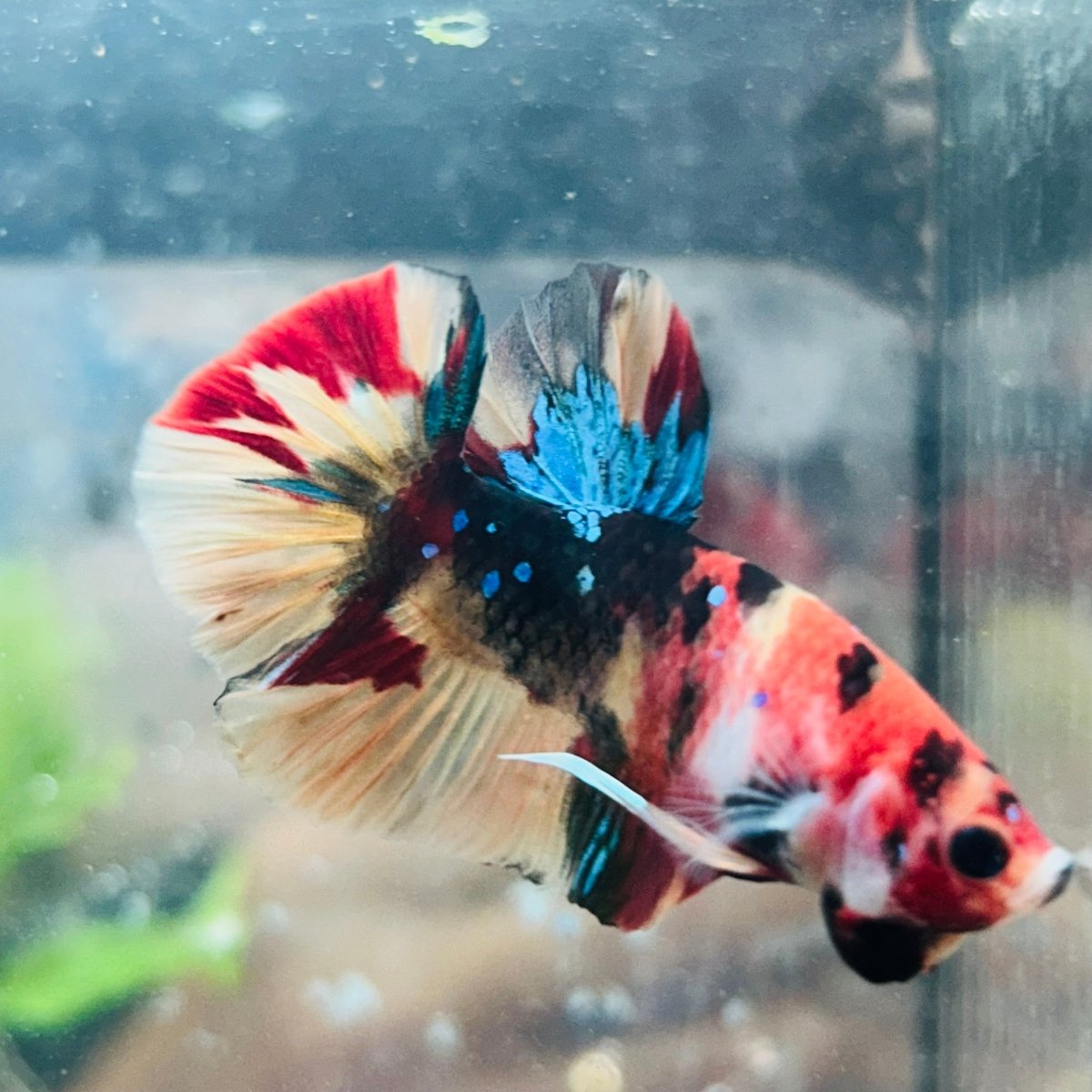 Betta Male Plakat Nemo Koi A32