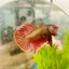 Betta Male Plakat Purple Copper N85