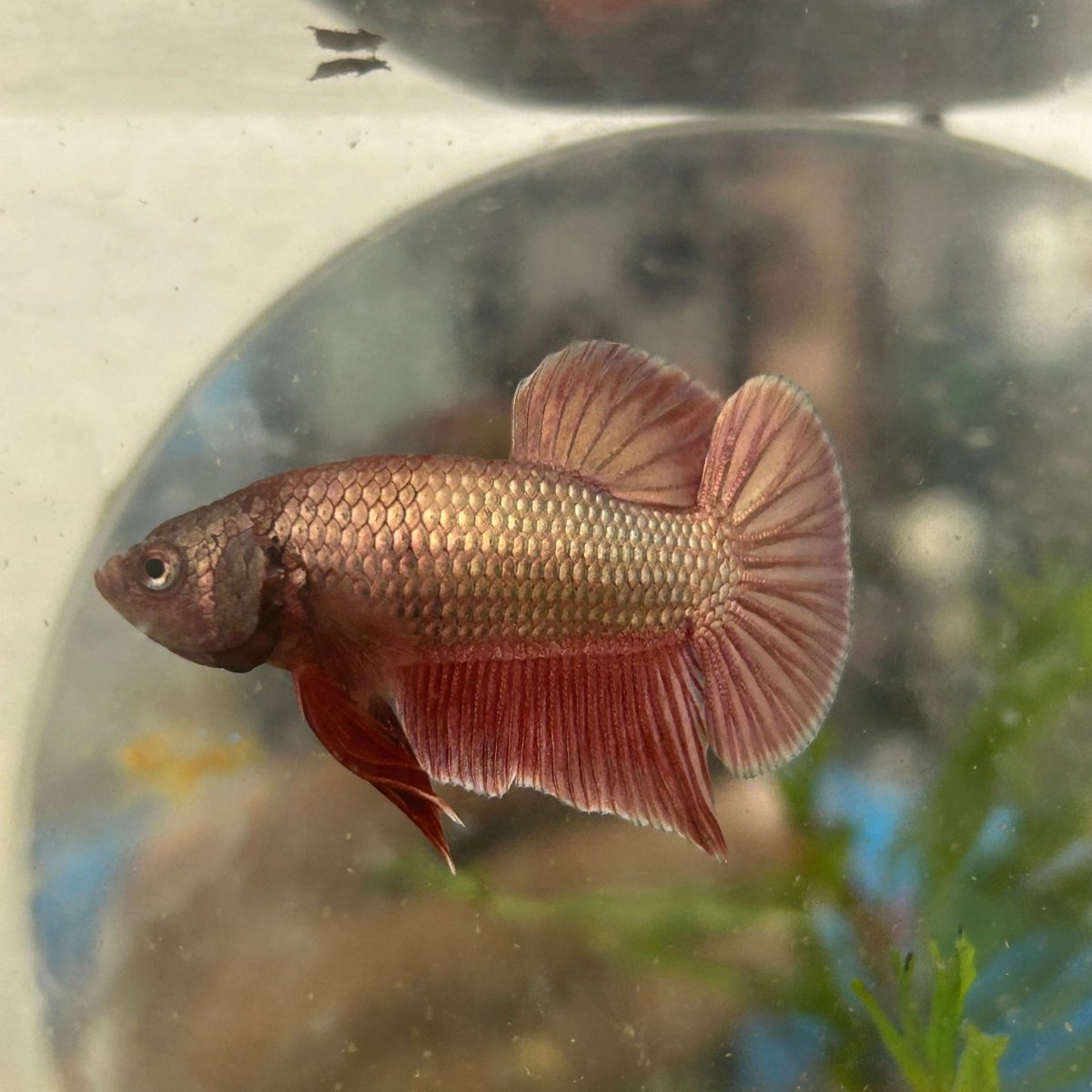 Betta Male Plakat Purple Copper N85
