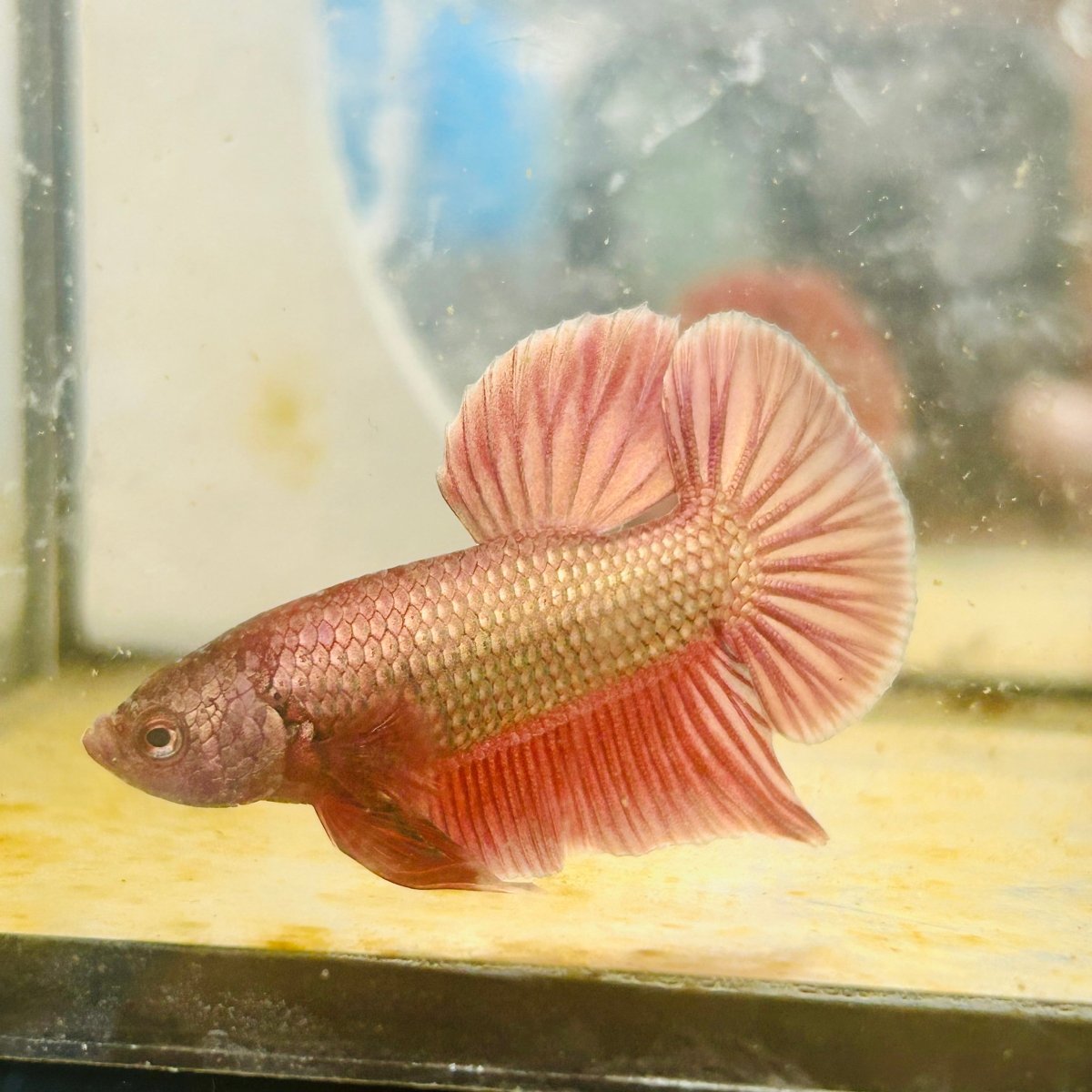 Betta Male Plakat Purple Copper N85