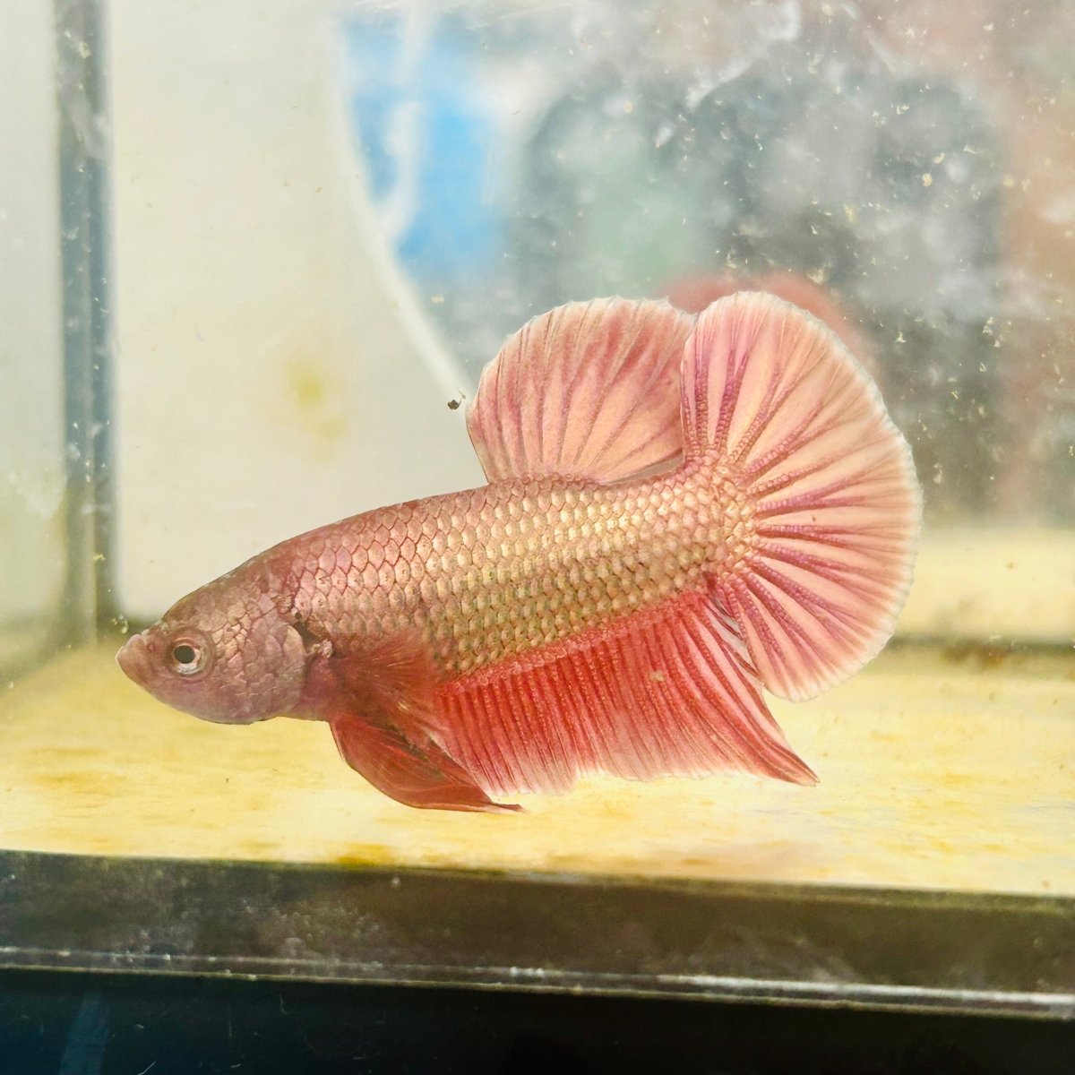 Betta Male Plakat Purple Copper N85
