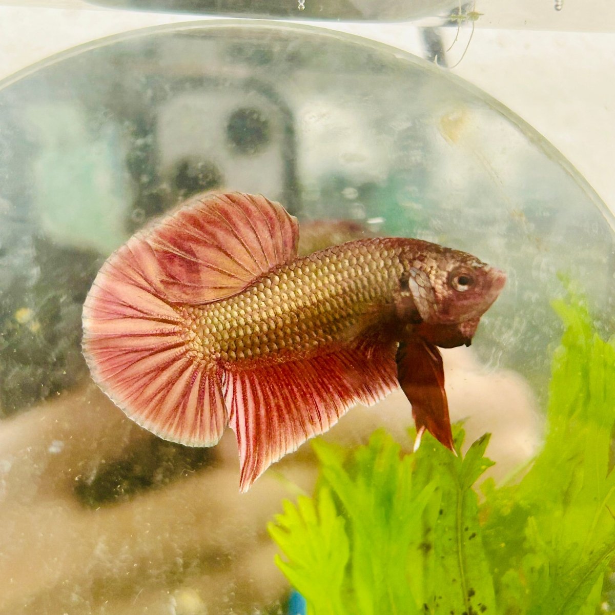 Betta Male Plakat Purple Copper N85