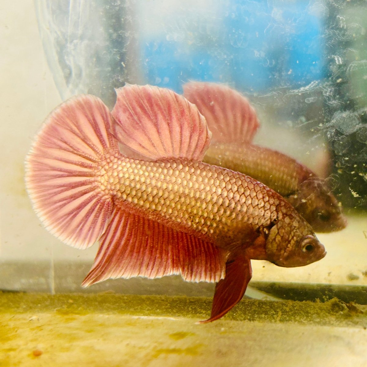 Betta Male Plakat Purple Copper N85