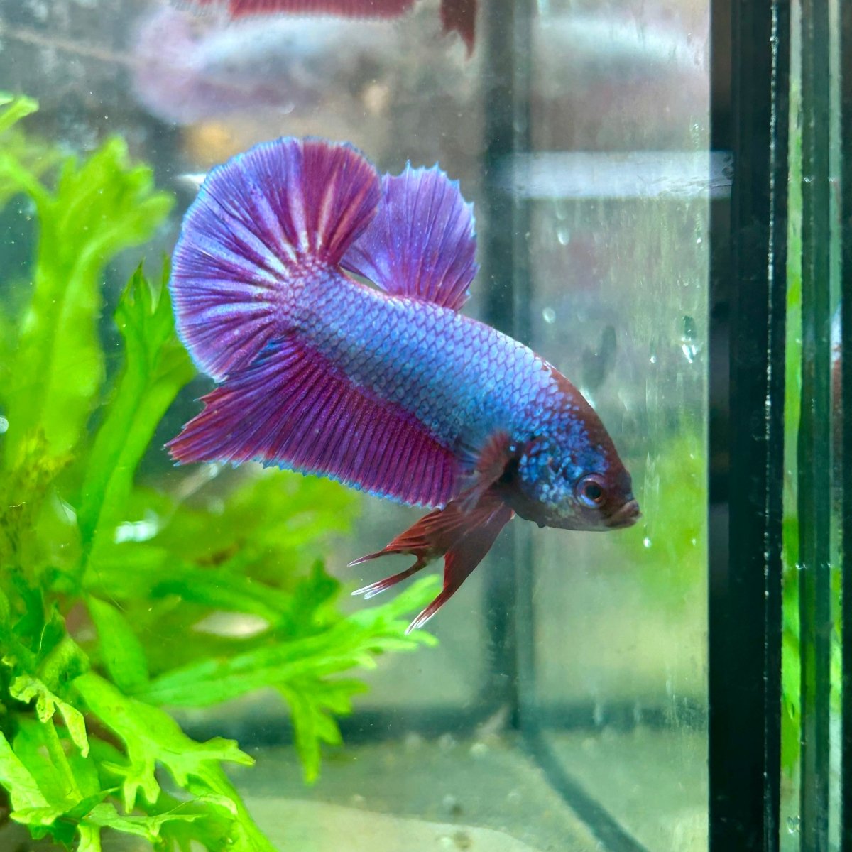 Betta Male Plakat Purple Pink 082