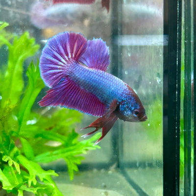 Betta Male Plakat Purple Pink 082