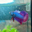 Betta Male Plakat Purple Pink 082