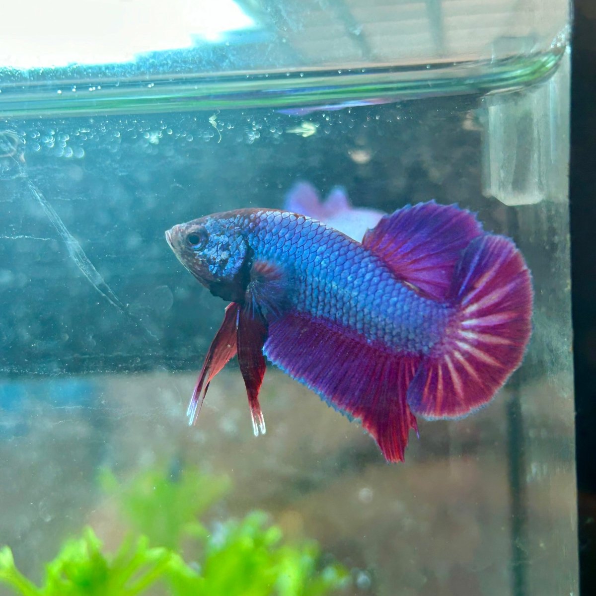 Betta Male Plakat Purple Pink 082