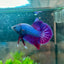 Betta Male Plakat Purple Pink 082