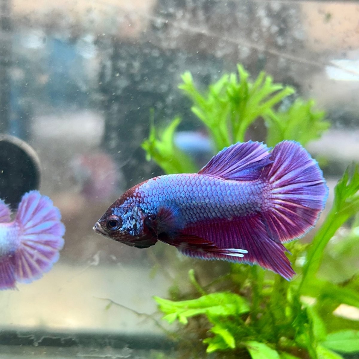 Betta Male Plakat Purple Pink 082