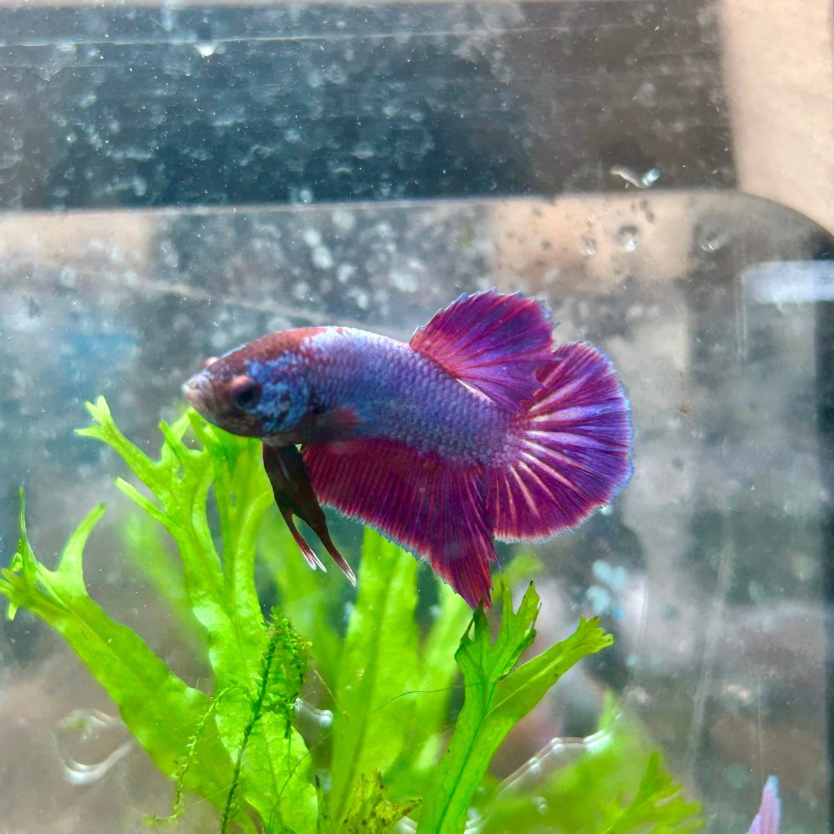 Betta Male Plakat Purple Pink 082