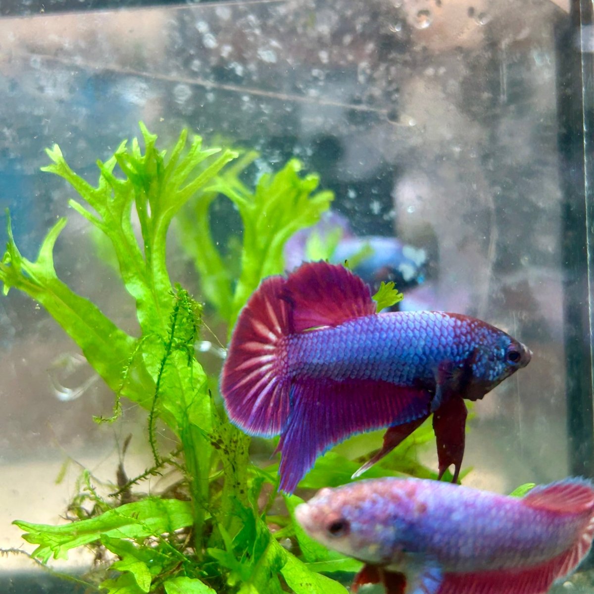 Betta Male Plakat Purple Pink 082