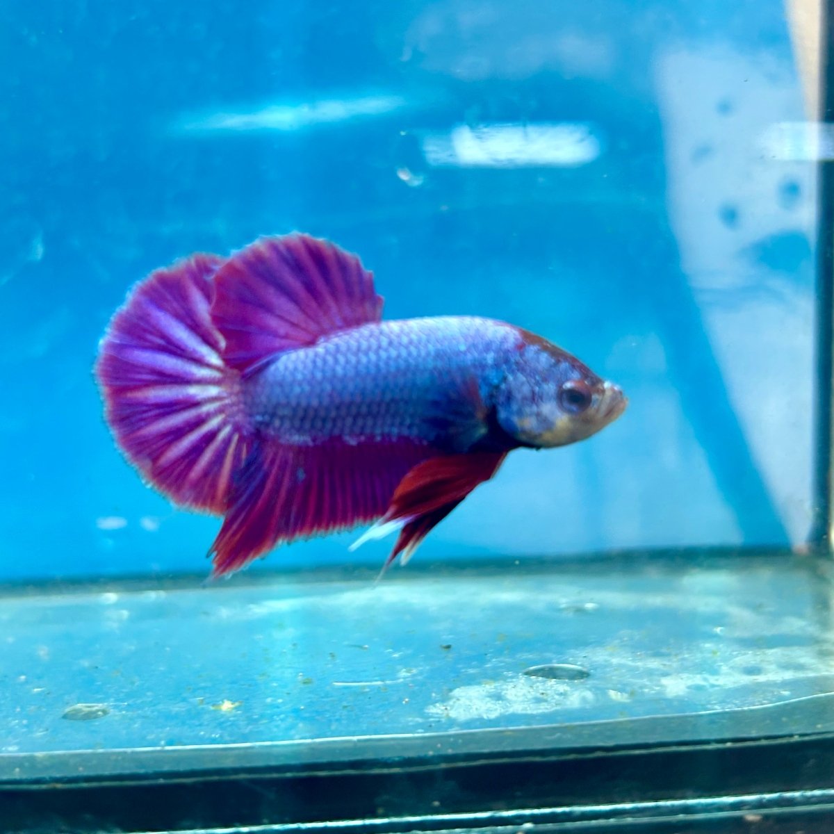 Betta Male Plakat Purple Pink A03