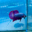 Betta Male Plakat Purple Pink A03