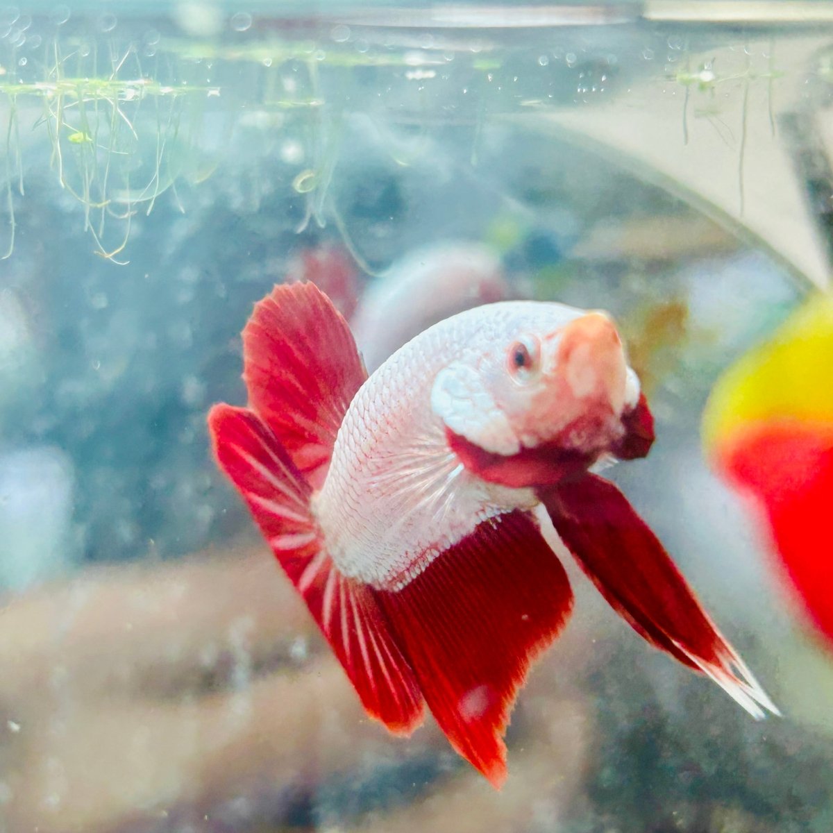 Betta Male Plakat Red Dragon #048
