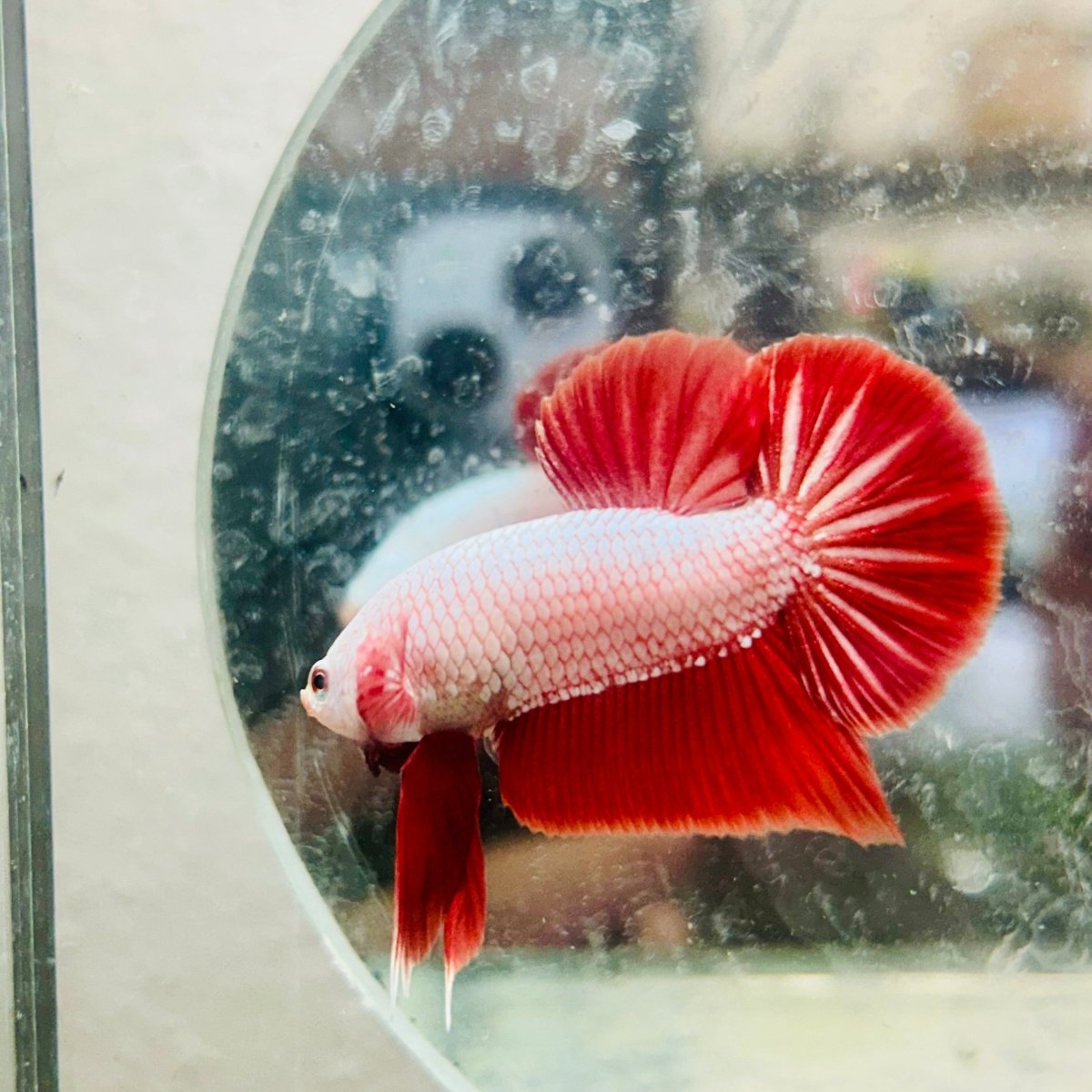 Betta Male Plakat Red Dragon #048