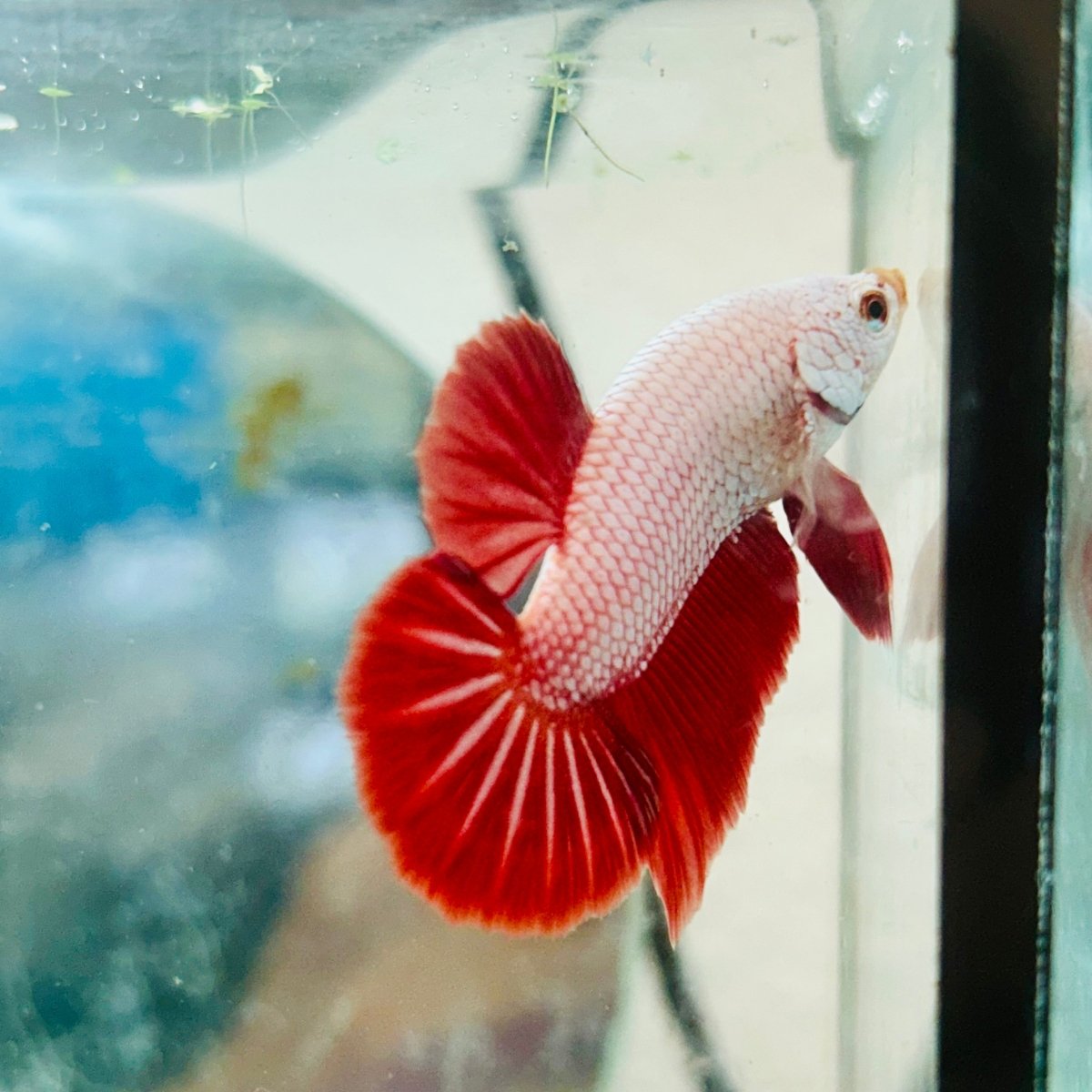 Betta Male Plakat Red Dragon 048