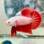 Betta Male Plakat Red Dragon 048