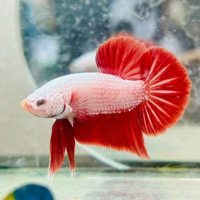 Betta Male Plakat Red Dragon 048