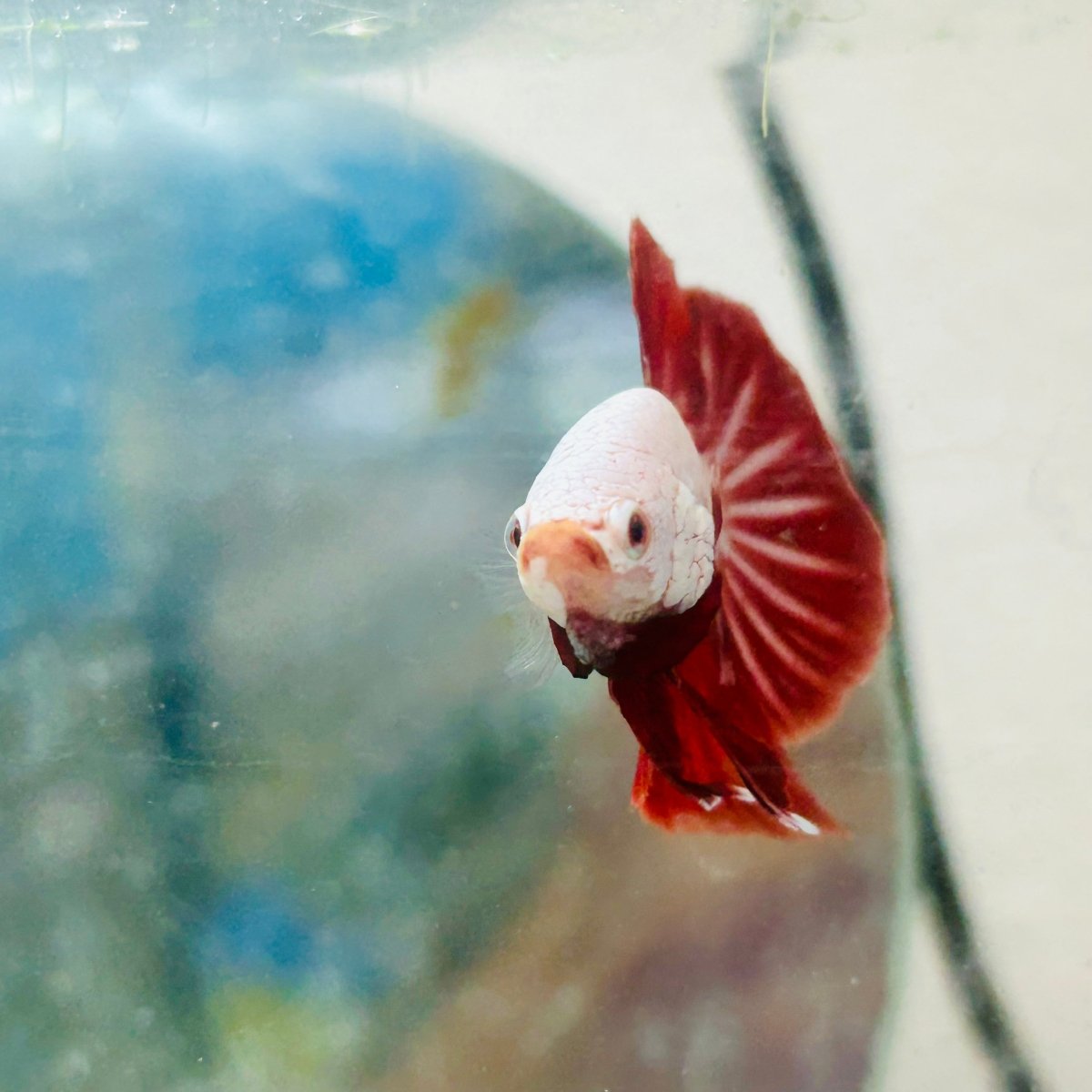 Betta Male Plakat Red Dragon #048