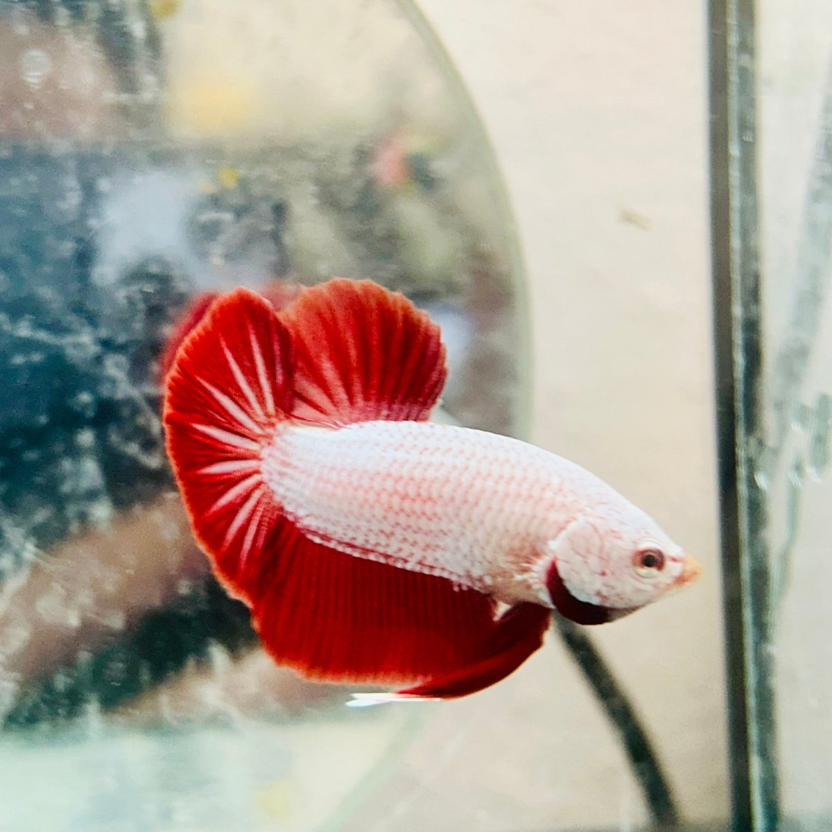 Betta Male Plakat Red Dragon 048
