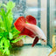 Betta Male Plakat Red Dragon 093