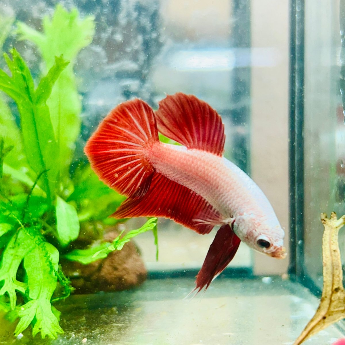 Betta Male Plakat Red Dragon #093
