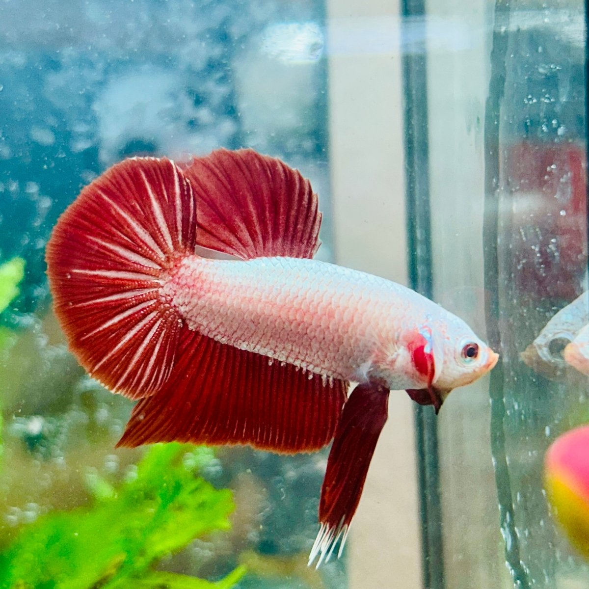 Betta Male Plakat Red Dragon #093
