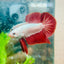 Betta Male Plakat Red Dragon 093