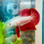 Betta Male Plakat Red Dragon 093