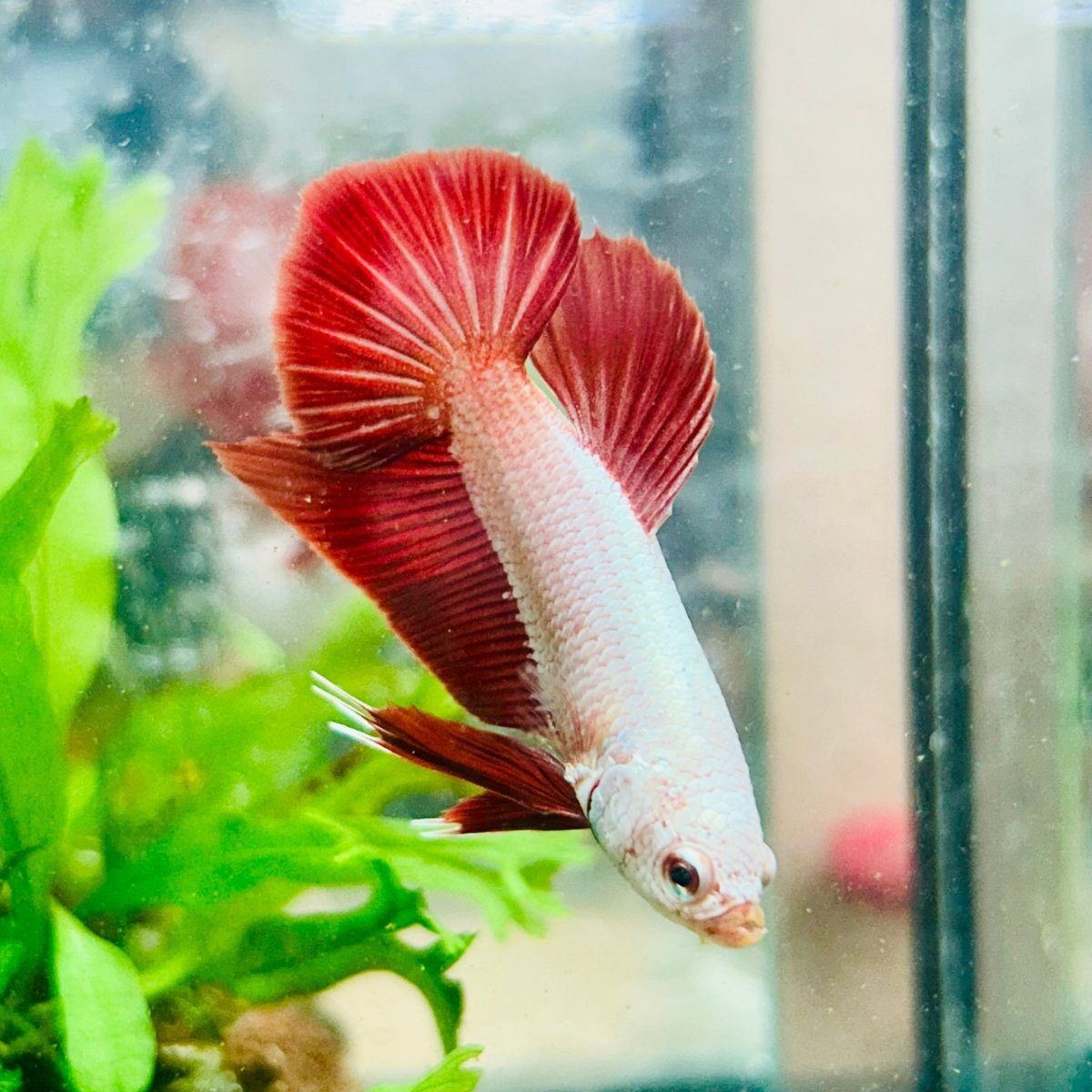 Betta Male Plakat Red Dragon #093