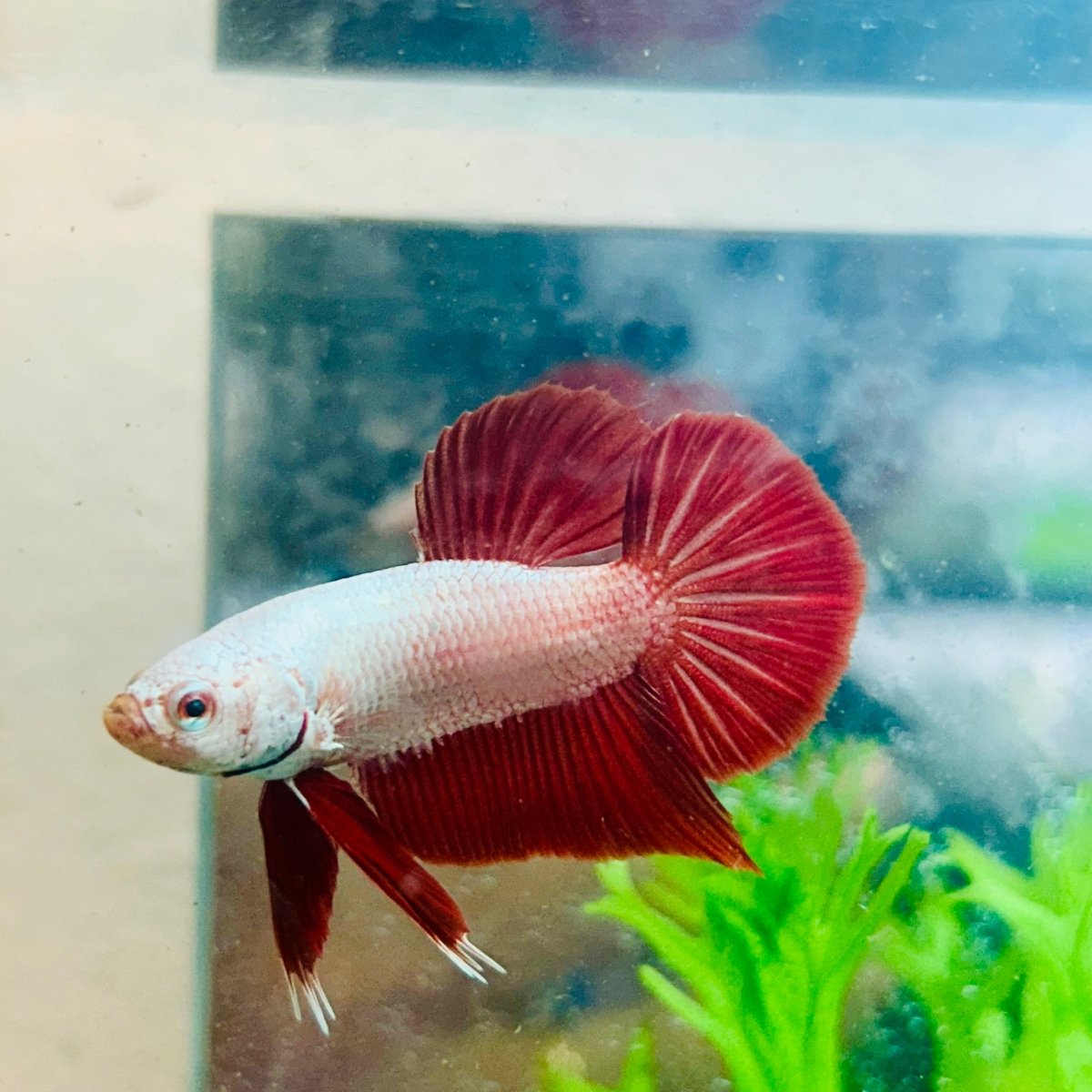 Betta Male Plakat Red Dragon #093