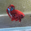 Betta Male Plakat Red Fancy 179