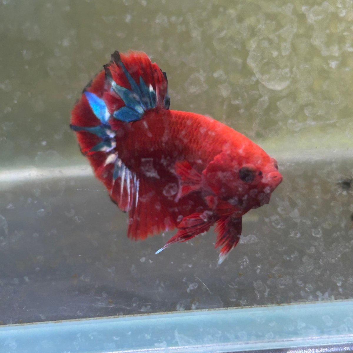 Betta Male Plakat Red Fancy 179