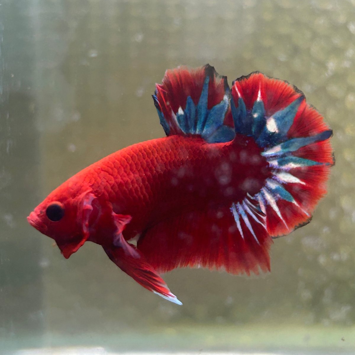 Betta Male Plakat Red Fancy 179