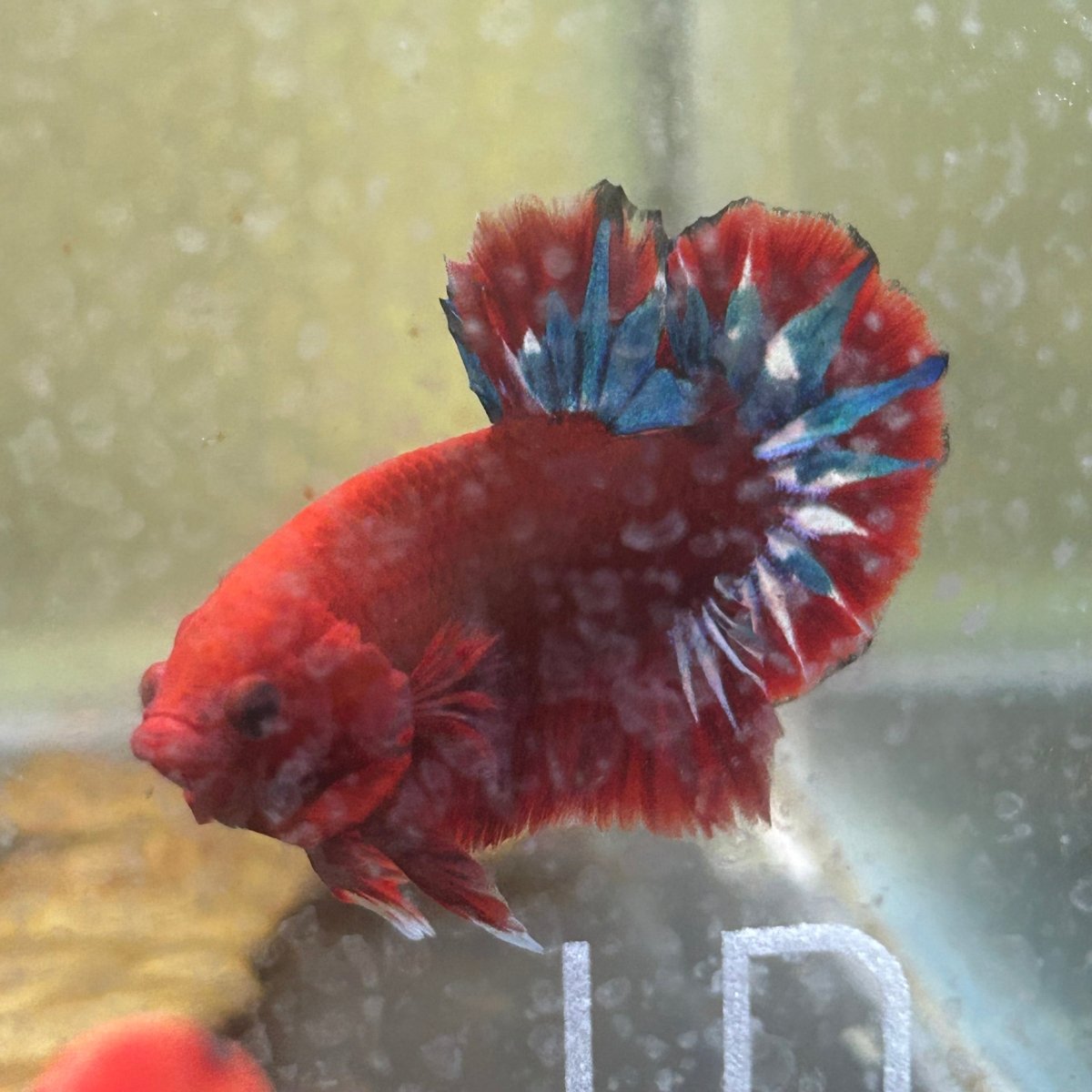 Betta Male Plakat Red Fancy 179
