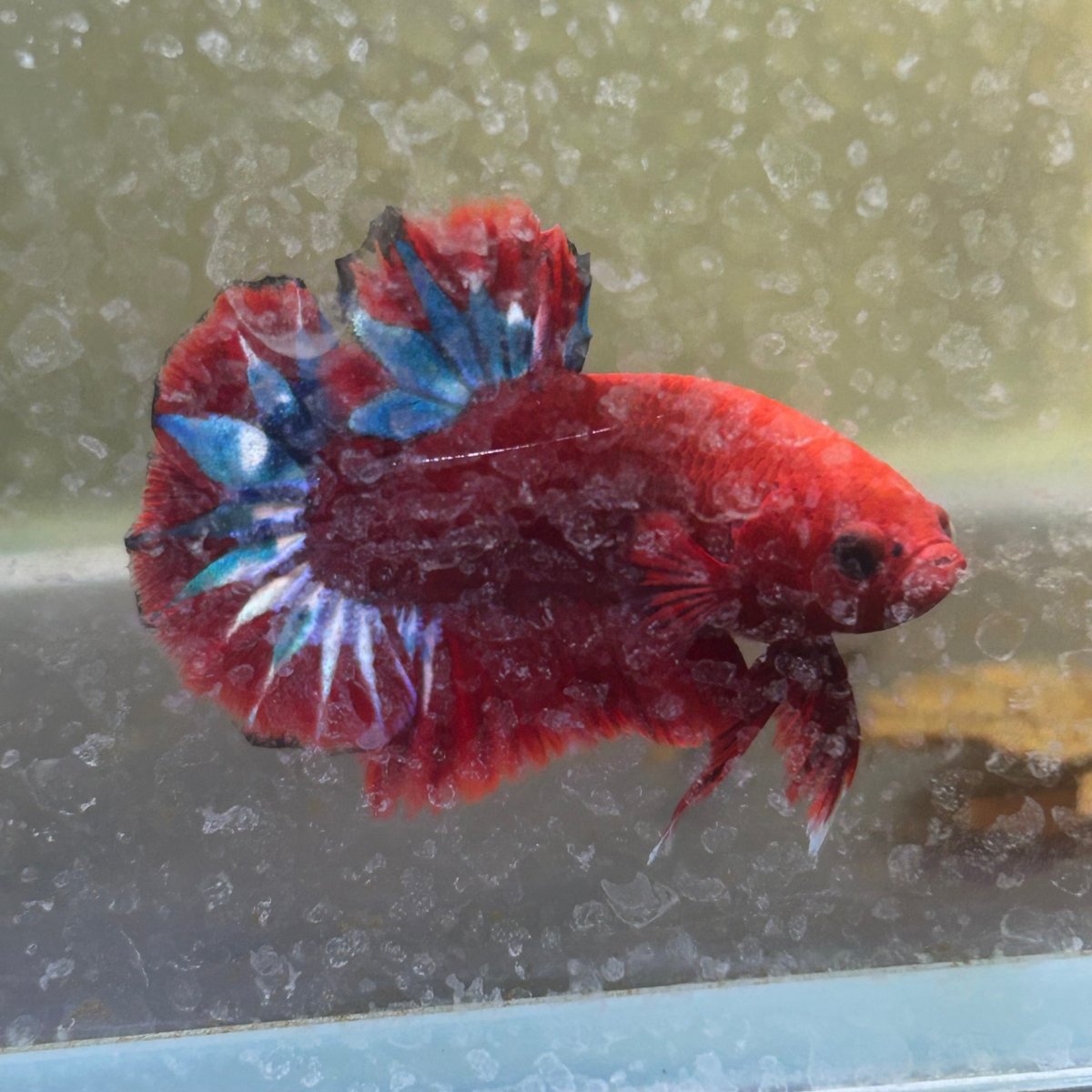 Betta Male Plakat Red Fancy 179