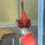 Betta Male Plakat Red Fancy 179