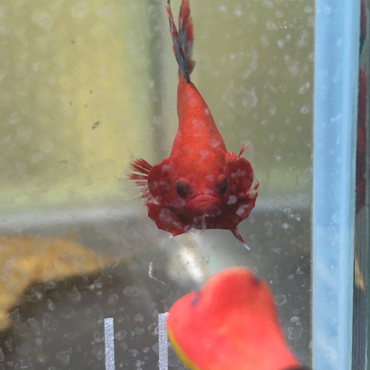 Betta Male Plakat Red Fancy 179