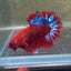 Betta Male Plakat Red Fancy 179