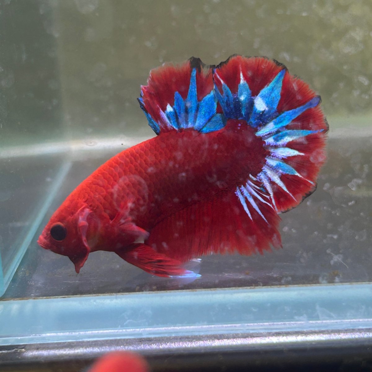 Betta Male Plakat Red Fancy 179