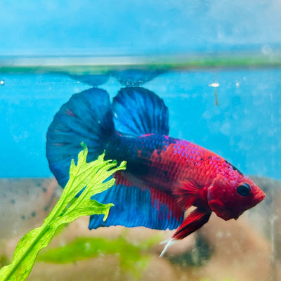 Betta Male Plakat Red Fancy 187