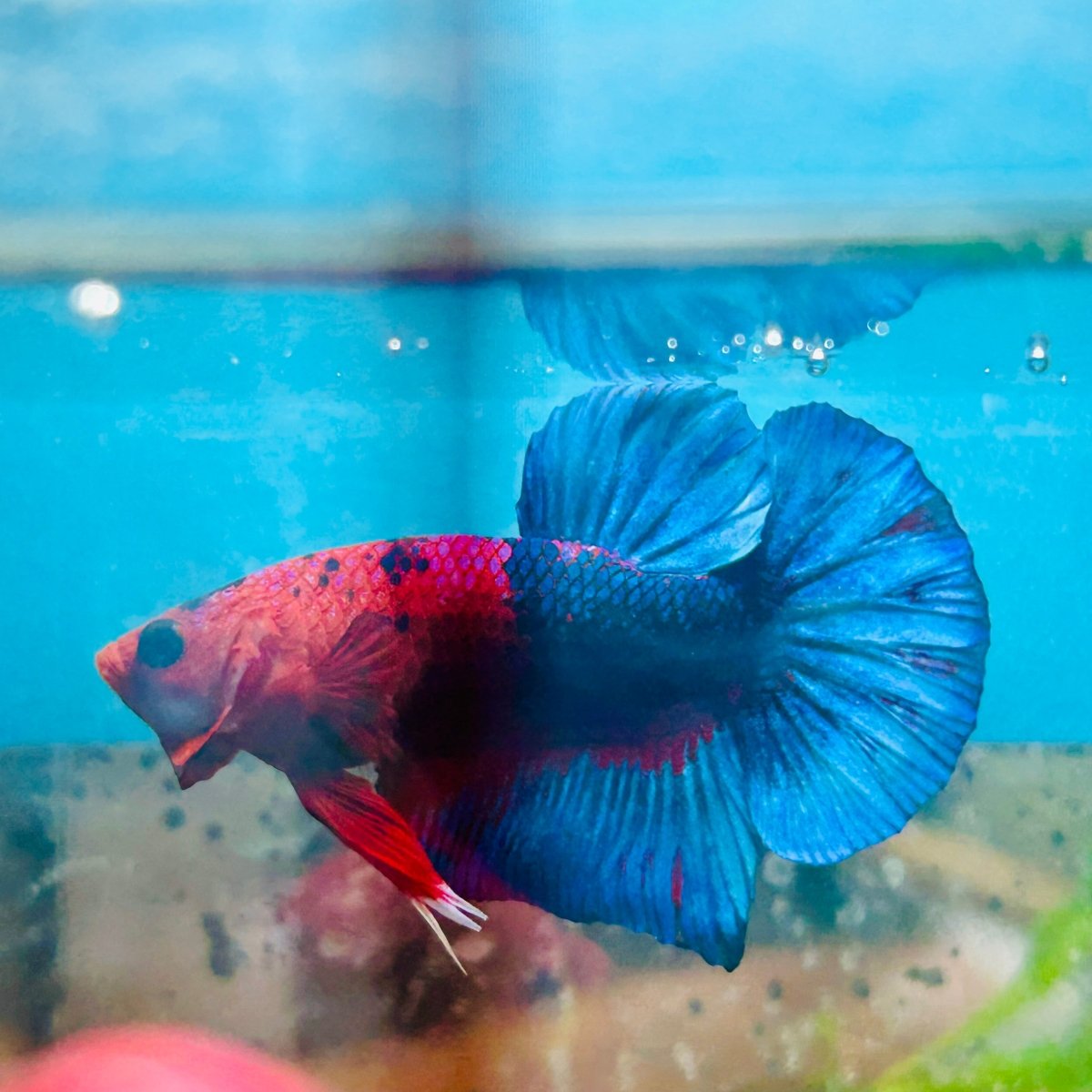 Betta Male Plakat Red Fancy 187