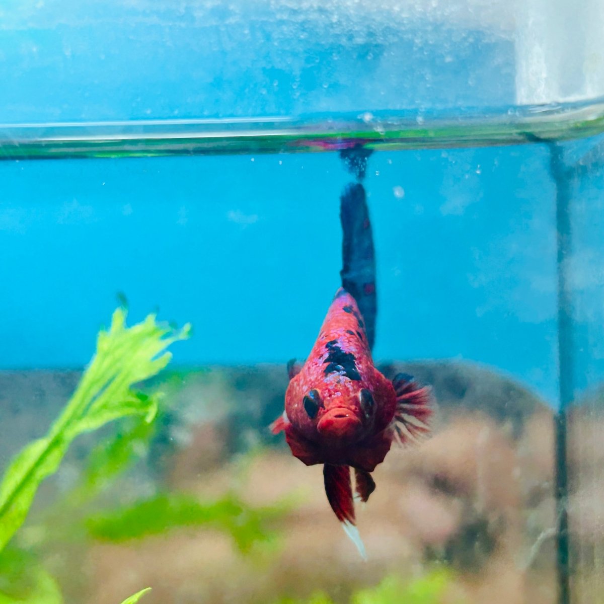 Betta Male Plakat Red Fancy 187
