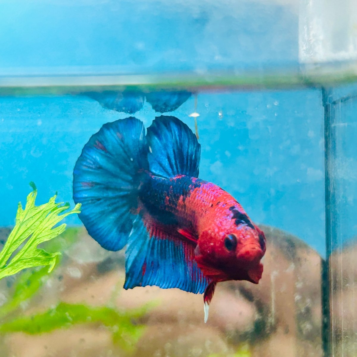 Betta Male Plakat Red Fancy 187